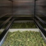 Шоколад с семенами конопли и его роль в здоровом питании img-2879.jpg