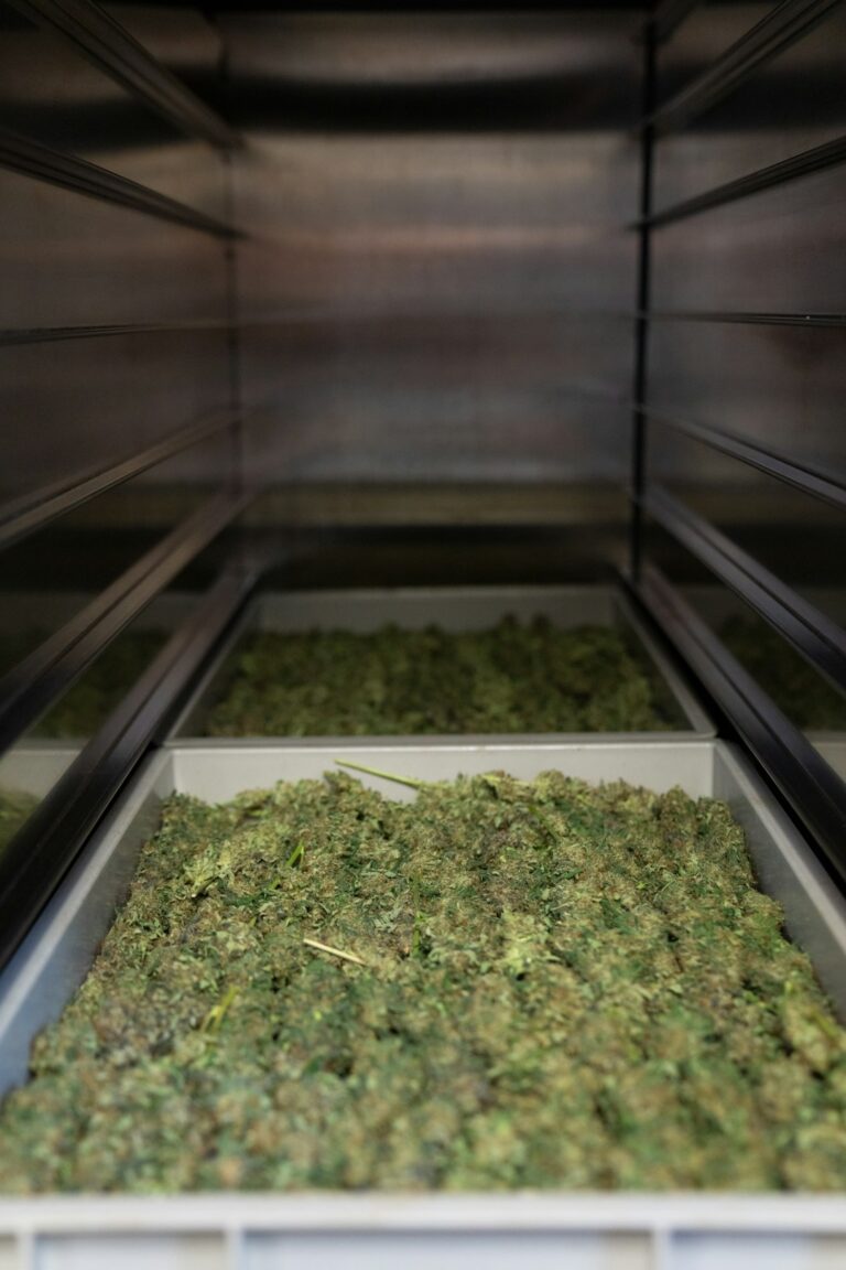 Шоколад с семенами конопли и его роль в здоровом питании