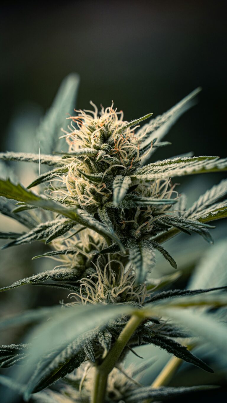 Выращивание автоцветущей конопли для начинающих