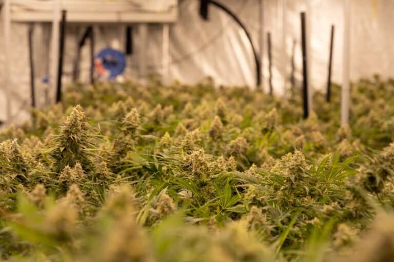 Конопля и ее семена в России и Украине: законодательство и перспективы развития