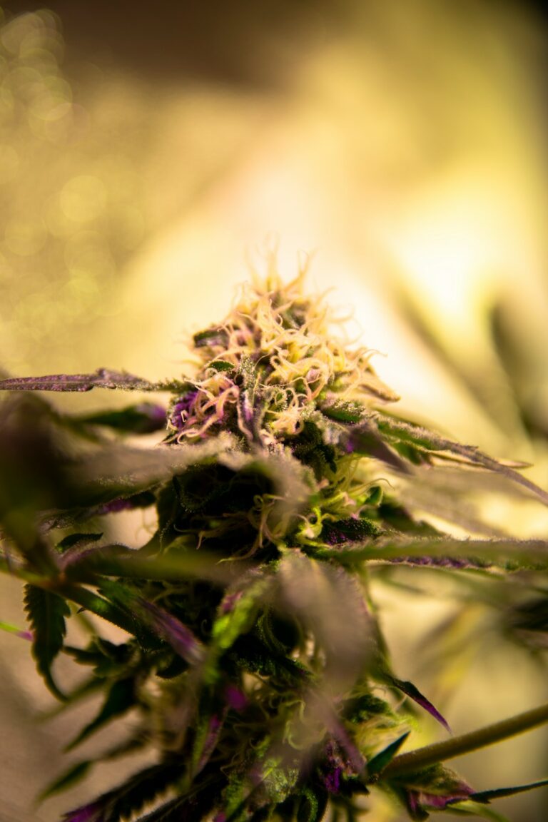 Сорт конопли Honey Cream от Royal Queen Seeds