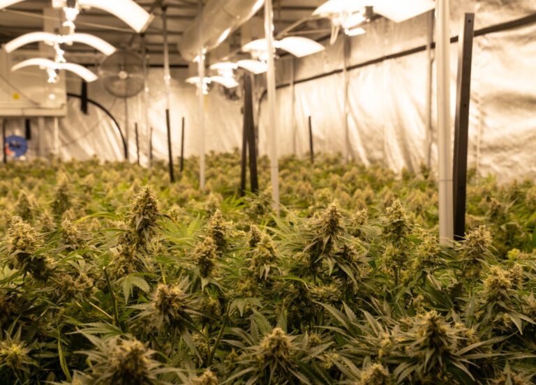 Толкование снов о семенах конопли