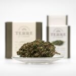 Автоцветущие Феминизированные Семена Конопли: Особенности и Преимущества Выращивания img-3100.jpg