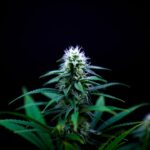 Свойства и Применение Семян Конопли img-3156.jpg