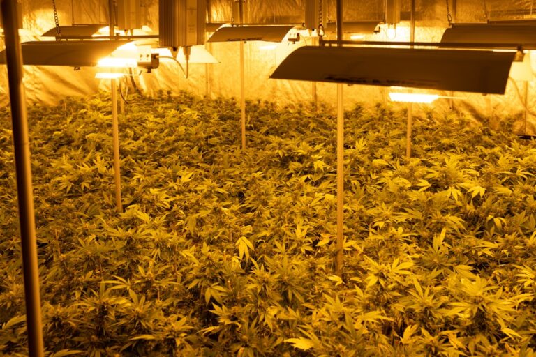 Кубанский убийца сорт конопли и его характеристики