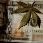 Свойства и преимущества семян конопли Auto AK 49 regular img-3413.jpg