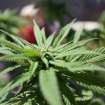 Купить гашиш в Астрахани img-440.jpg