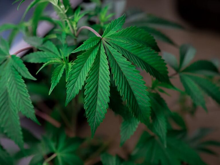 Купить спайс оптом: подробное описание и предостережения