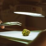 Конопля и ее применение в России img-586.jpg