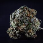 Семена конопли и их применение img-59.jpg