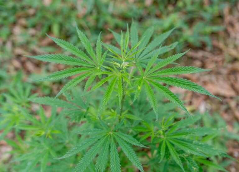 Сортовая Конопля и Семена Конопли Обзор и Применение