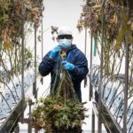 Техническая конопля и ее применение в промышленности img-833.jpg