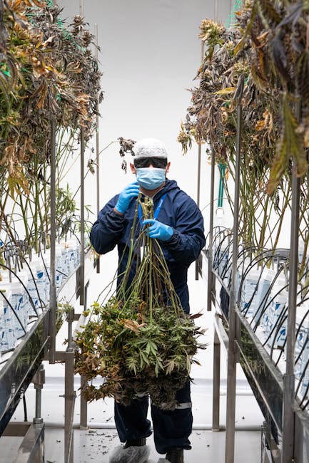 Техническая конопля и ее применение в промышленности