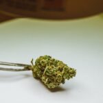 Лечебные свойства семени конопли и их применение img-839.jpg