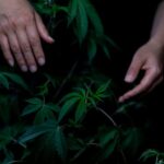 Конопля в рационе попугаев полезные свойства и преимущества использования img-917.jpg